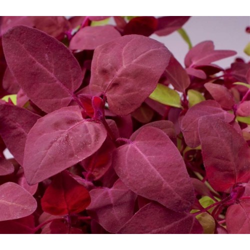 Orach Red Flash
