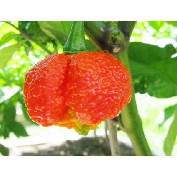 7 Pot Brain Strain Red