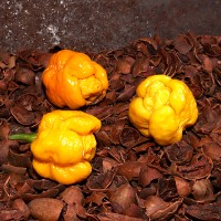 7 Pot Brain Strain Yellow