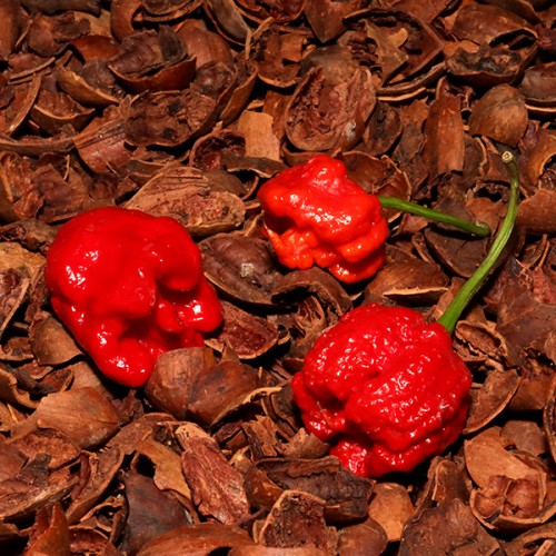 7 Pot Primo Red