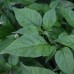 7 Pot Orange