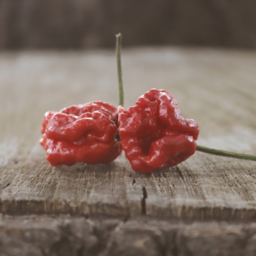 7 Pot Primo Red