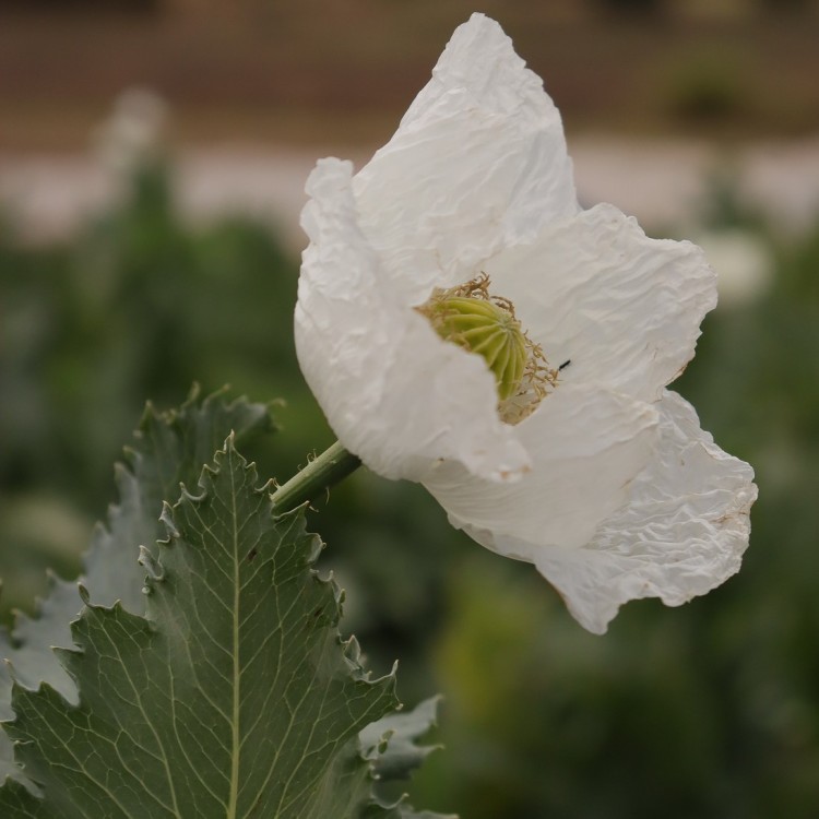 Poppy Afgan Blush