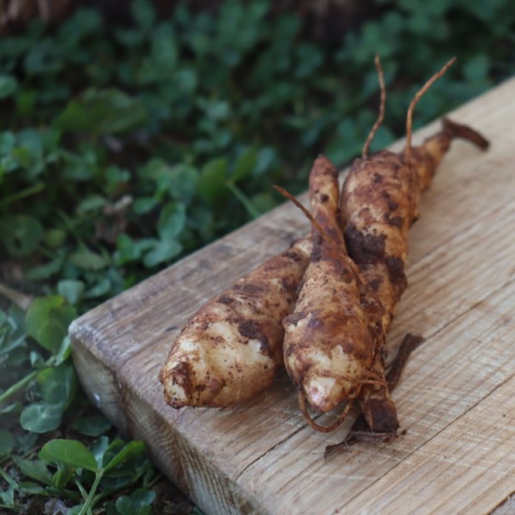 African Ivory Jerusalem Artichoke