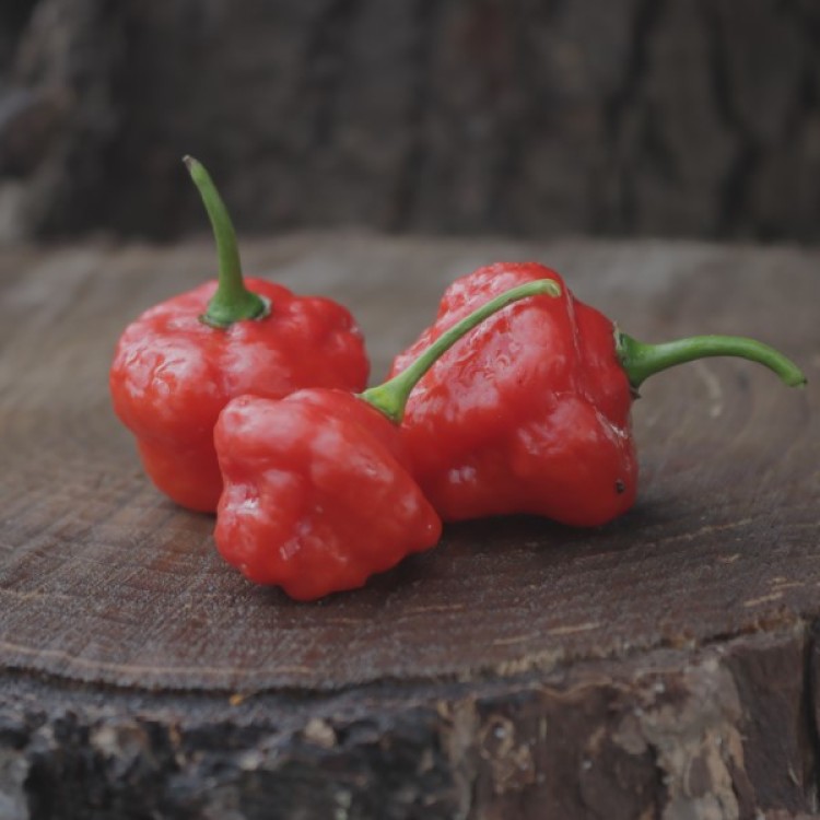 Aji Cachucha