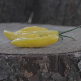 Aji Lemon