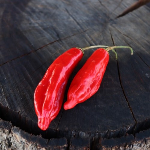 Aji Norteno