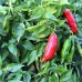 Aji Norteno