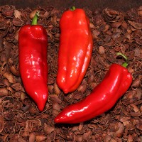Alexandru Sweet Pepper