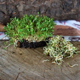 Alfalfa Sprouting Seed 