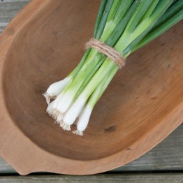 All Year Round Spring Onion