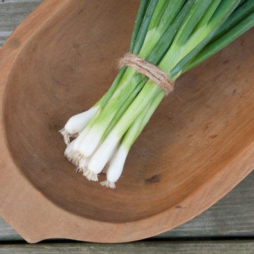 All Year Round Spring Onion