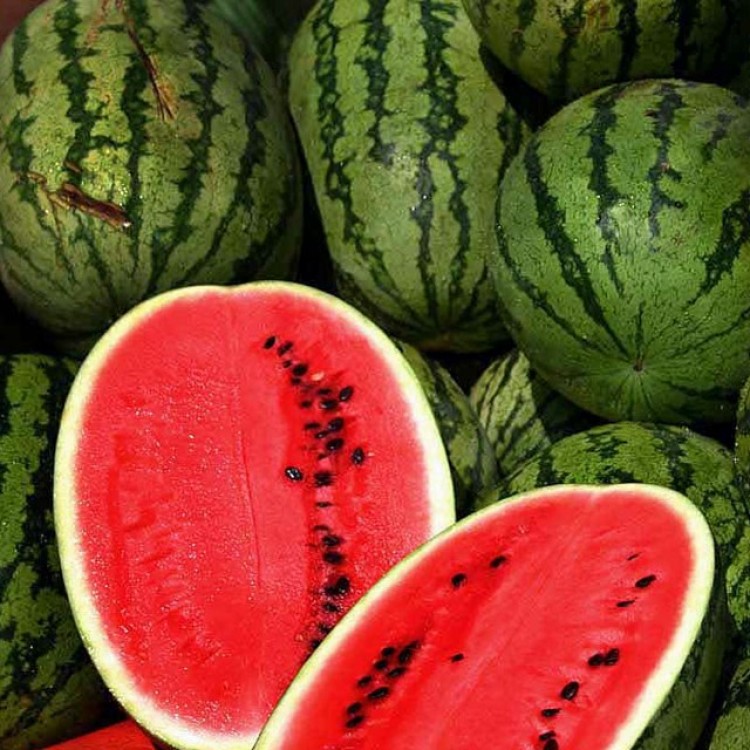 All Sweet Watermelon