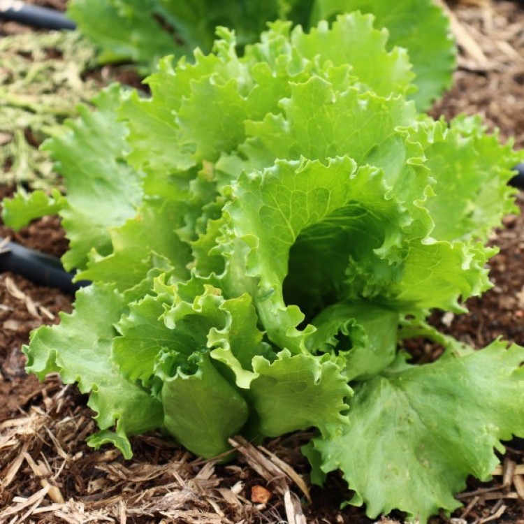 All Year Round Lettuce