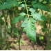 Amana Orange Tomato