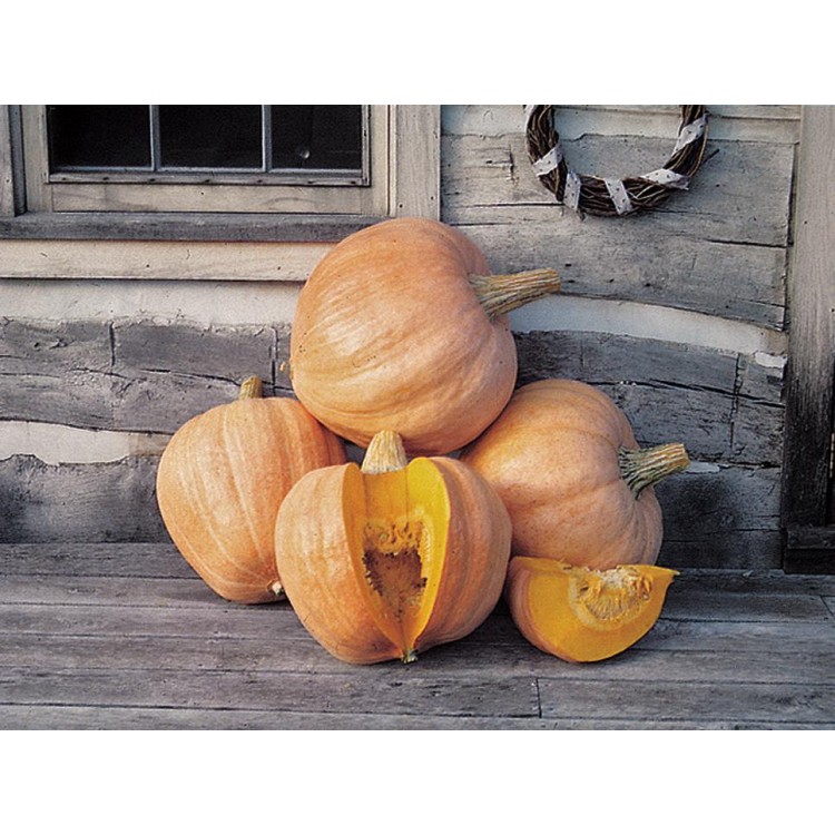 Amish Pie Squash