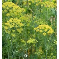 Dill Forrest