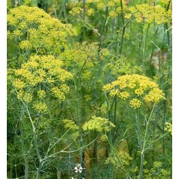 Dill, Forrest