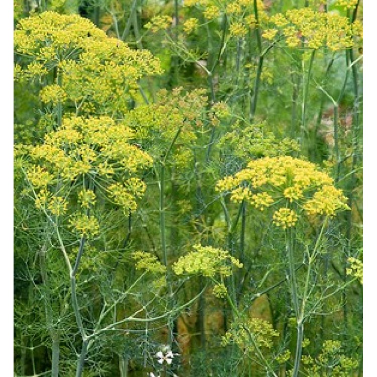 Dill, Forrest