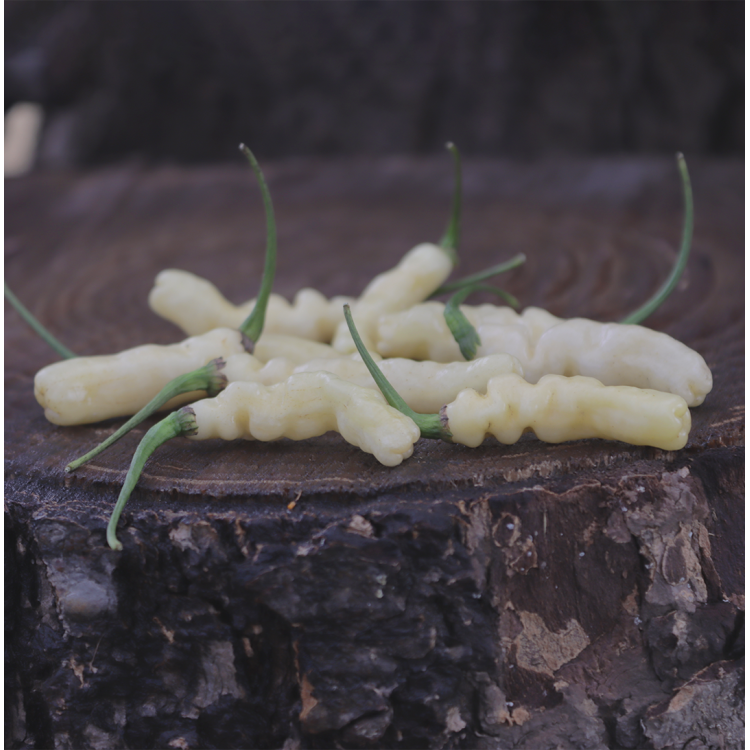 Arabibi Gusano (Caterpillar)