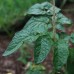 Arctic Rose Dwarf Tomato