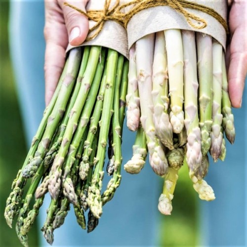 Argenteuil Asparagus