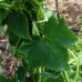 Armenian Yard Long Cucumber