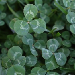 Assegaai Clover Green Manure