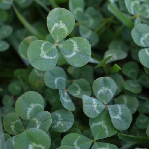 Assegaai Clover Green Manure