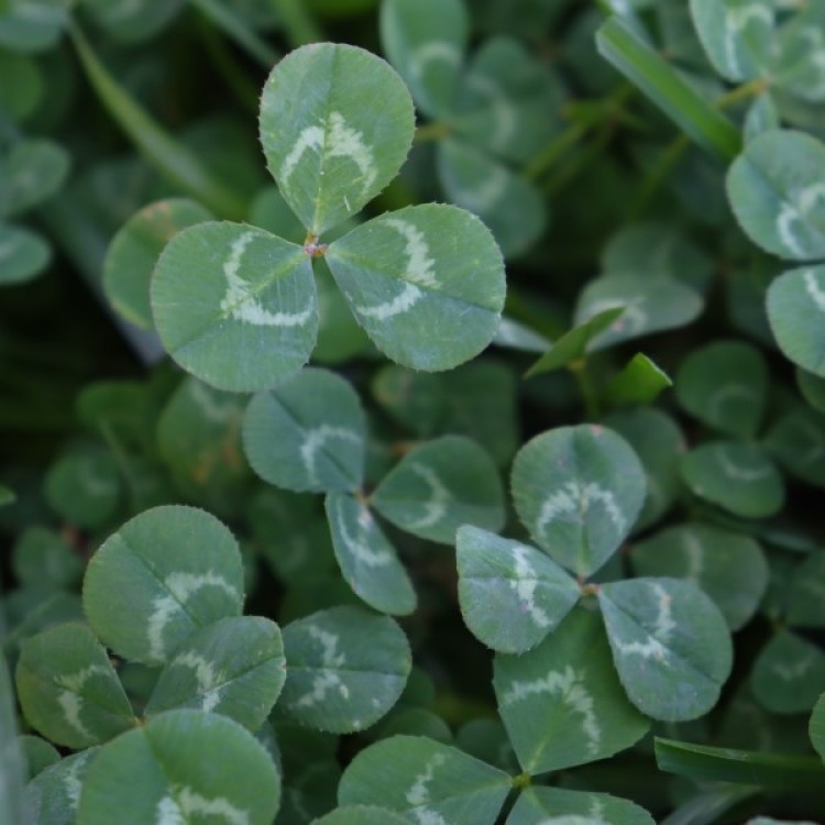 Assegaai Clover Green Manure