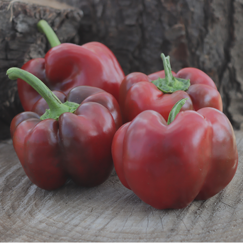 Asti Red Sweet Pepper