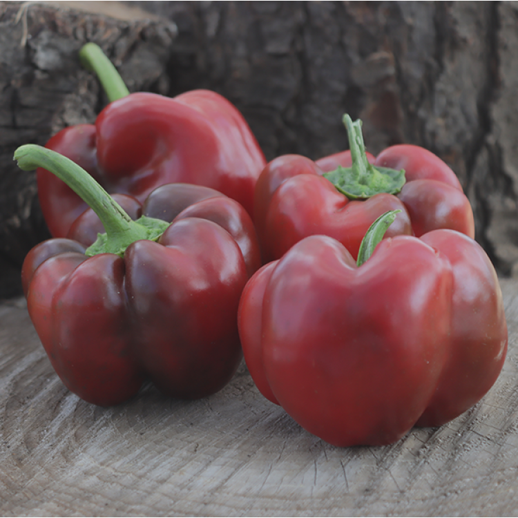 Asti Red Sweet Pepper