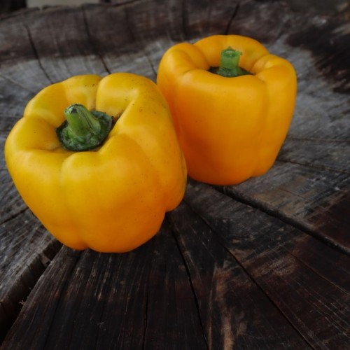 Asti Yellow Sweet Pepper