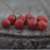 Baccatum Pea