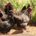 Barred Olive Eggers
