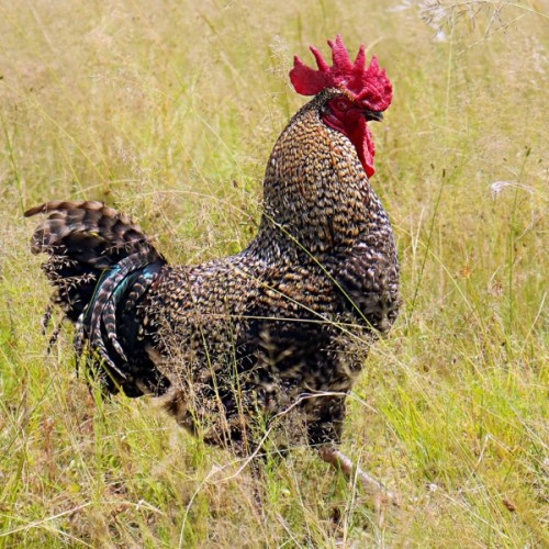Barred Olive Eggers