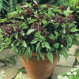 Basil Siam Queen