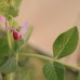 Green Beauty Pea