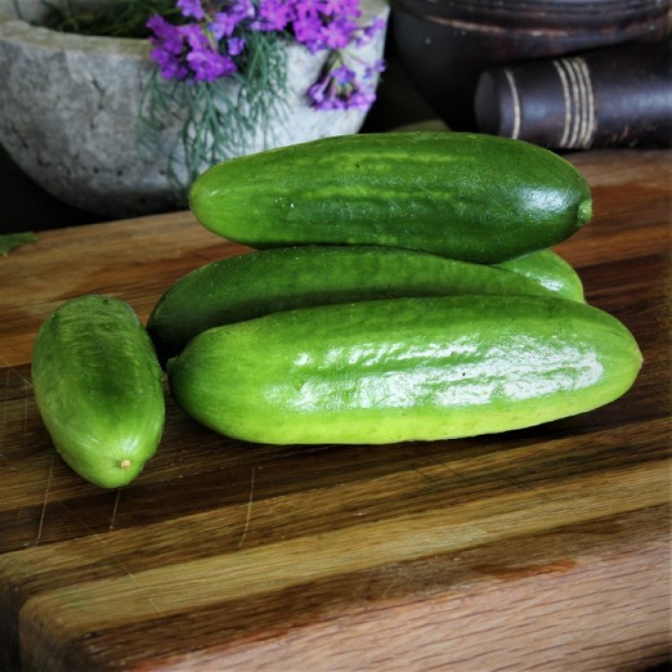 Beit Alpha Cucumber