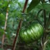 Berkeley Tie Dye Green Tomato