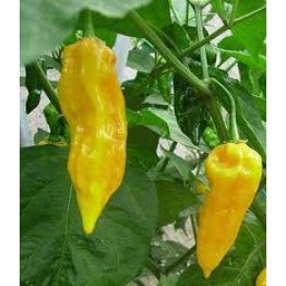 Bhut Jolokia Yellow