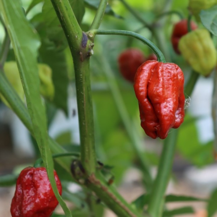 Bhut Jolokia Rust