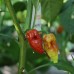 Bhut Jolokia Rust