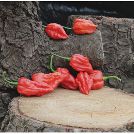Bhutlah Bubblegum (BBG) Red