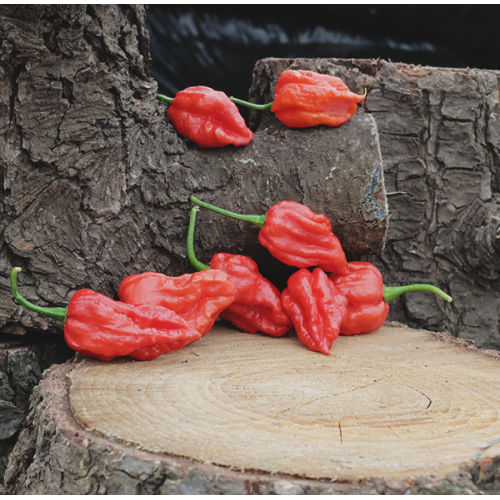 Bhutlah Bubblegum (BBG) Red
