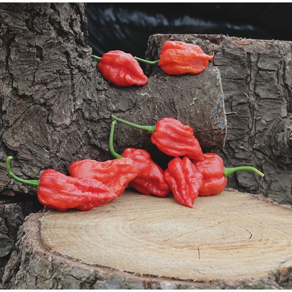 Bhutlah Bubblegum (BBG) Red
