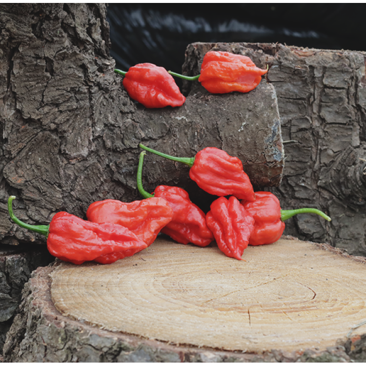 Bhutlah Bubblegum (BBG) Red