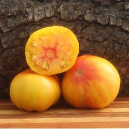 Big Rainbow Tomato