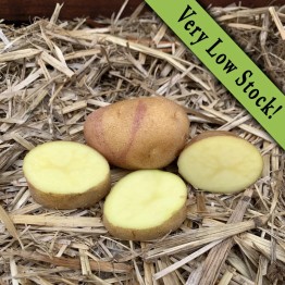 Bikini Seed Potatoes