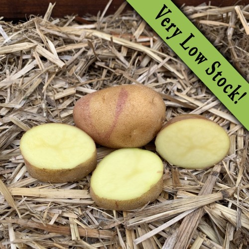 Bikini Seed Potatoes